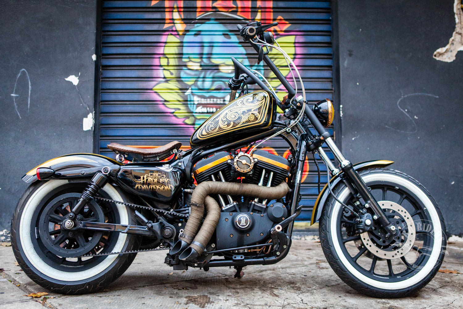 Sportster – Jacaré